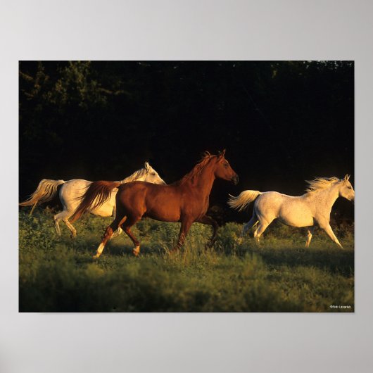 ボブラングリススリーアラブランニングス夕べ光 ポスター (正面)