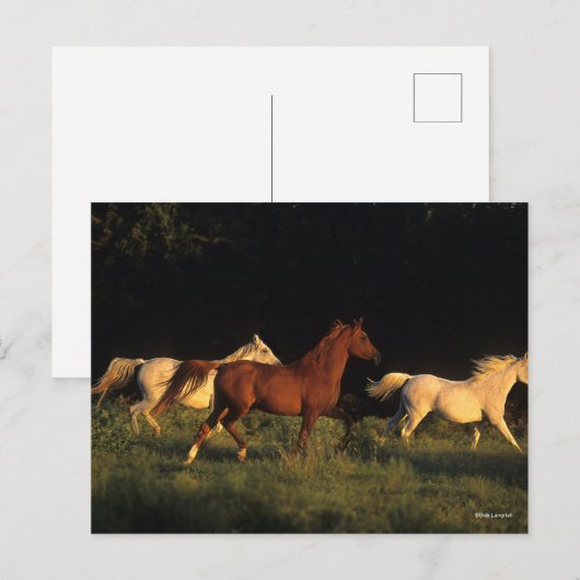 ボブラングリススリーアラブランニングス夕べ光 ポストカード (正面/裏面)