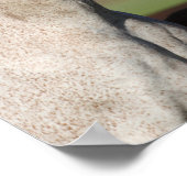 ボブラングリッシュアラブマーレとフォールスタンディングヘッドショット ポスター (角)