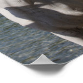 ボブラングリッシュアラブマーレウォーターヘッドショットに立つ ポスター (角)