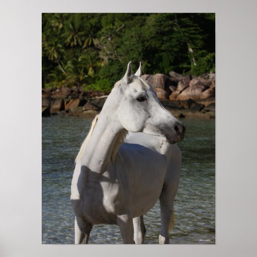 ボブラングリッシュアラブマーレウォーターヘッドショットに立つ ポスター (正面)