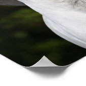 ボブラングリッシュグレーアンドラウチアンヘッドショットマネフローリング ポスター (角)