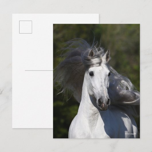 ボブラングリッシュグレーアンドラウチアンヘッドショットマネフローリング ポストカード (正面/裏面)