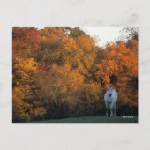 ボブラングリッシュグレーワルムブロードホーススタンディングオータム ポストカード (正面)