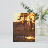 ボブラングリッシュチンコテハグホースグラジングアットサンセット ポストカード (スタンド正面)