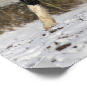 ボブラングリッシュブラックアンドホワイトウェルシュコブインザスノー ポスター (角)