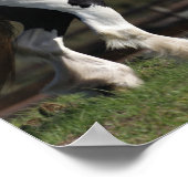 ボブラングリッシュブラックアンドホワイトジプシーヴァンナー歩く ポスター (角)