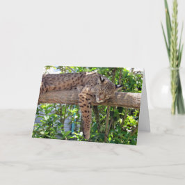 ボブ猫ナッピンお父さんのデイカード カード