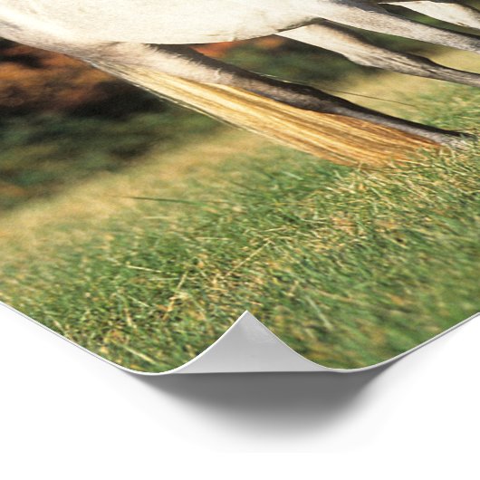 ボブ・ラングリシュ2人のアラブ人が一緒に野原に立って ポスター (角)