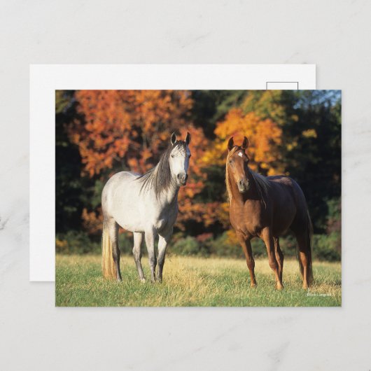 ボブ・ラングリシュ2人のアラブ人が一緒に野原に立って ポストカード (正面/裏面)