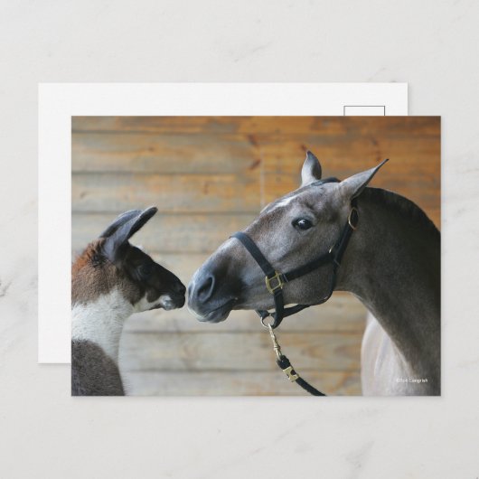 ボブ・ラングリシュ・ラマとアンダルシアの会議本部 ポストカード (正面/裏面)