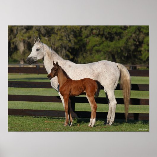 ボブ・ラングリッシュ・アラブ・マーレとフォーアルが一緒に立つ ポスター (正面)