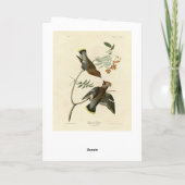 ボヘミアンチャッター（ワックスウィング）アウドゥボン鳥類アメリカ カード (裏面)