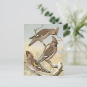 ボヘミアンワクウィングヴィンテージバードイラストレーション ポストカード (スタンド正面)