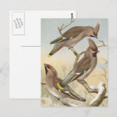 ボヘミアンワクウィングヴィンテージバードイラストレーション ポストカード (正面/裏面)