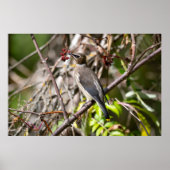 ボヘミアンワックスウィング、カナダビア ポスター (正面)