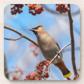 ボヘミアン威厳のあるワクウィング コースター (正面)