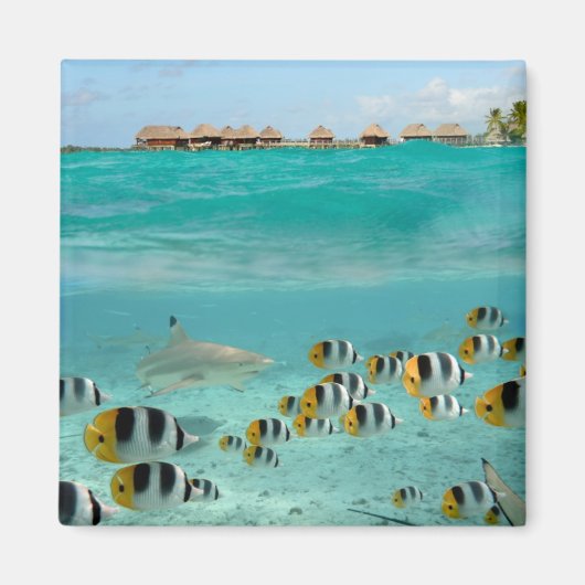 ボラボララグーンの磁石で魚を追いかけるサメ マグネット (正面)