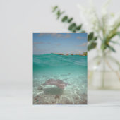 ボラボラ海中のスティングレイ ポストカード (スタンド正面)