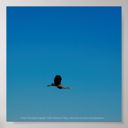 ボラント ポスター (正面)