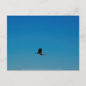 ボラント ポストカード (正面)