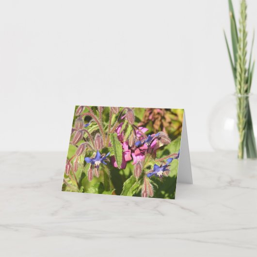 ボラージュ(Borago officinalis) シーズンカード (正面)