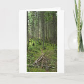 「ボリアルライフトレイル」アディロンドラックの森の風景 カード (正面)