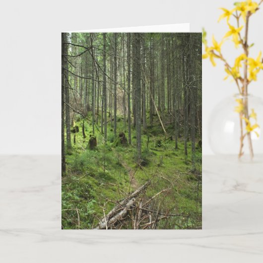 「ボリアルライフトレイル」アディロンドラックの森の風景 カード (黄色い花)