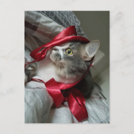 ボリスザカワイナバー子猫はがき ポストカード