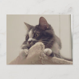 ボリスザカワイナバー子猫はがき ポストカード