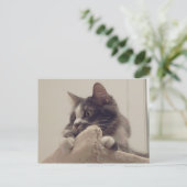 ボリスザカワイナバー子猫はがき ポストカード (スタンド正面)