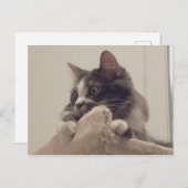 ボリスザカワイナバー子猫はがき ポストカード (正面/裏面)