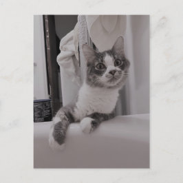 ボリスザカワイナバー子猫はがき ポストカード