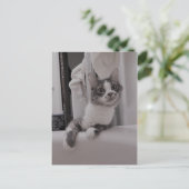 ボリスザカワイナバー子猫はがき ポストカード (スタンド正面)