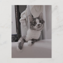 ボリスザカワイナバー子猫はがき ポストカード