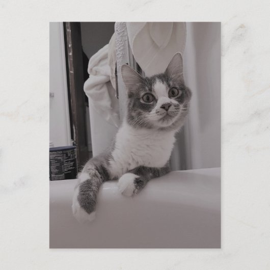 ボリスザカワイナバー子猫はがき ポストカード (正面)