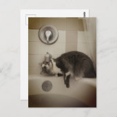 ボリスザカワイナバー子猫はがき ポストカード (正面/裏面)