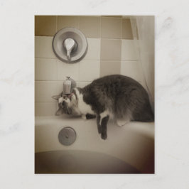 ボリスザカワイナバー子猫はがき ポストカード