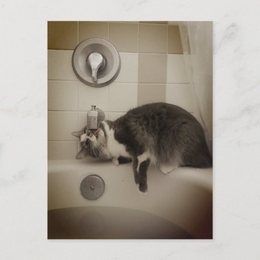 ボリスザカワイナバー子猫はがき ポストカード (正面)