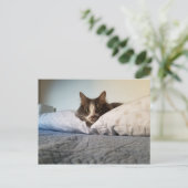 ボリスザカワイナバー子猫はがき ポストカード (スタンド正面)