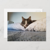 ボリスザカワイナバー子猫はがき ポストカード (正面/裏面)