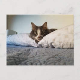 ボリスザカワイナバー子猫はがき ポストカード