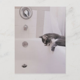 ボリスザカワイナバー子猫はがき ポストカード