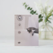 ボリスザカワイナバー子猫はがき ポストカード (スタンド正面)