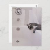 ボリスザカワイナバー子猫はがき ポストカード (正面/裏面)