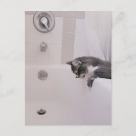 ボリスザカワイナバー子猫はがき ポストカード