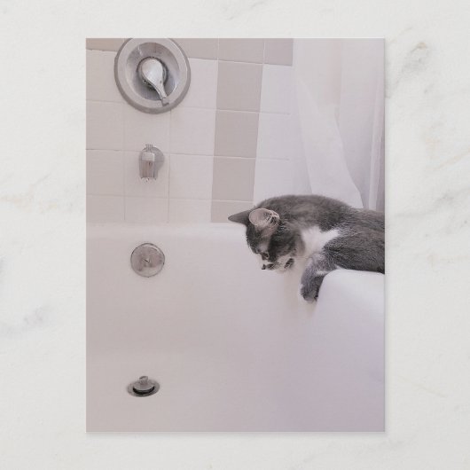 ボリスザカワイナバー子猫はがき ポストカード (正面)