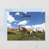 ボリビアのアルパカ ポストカード (正面/裏面)