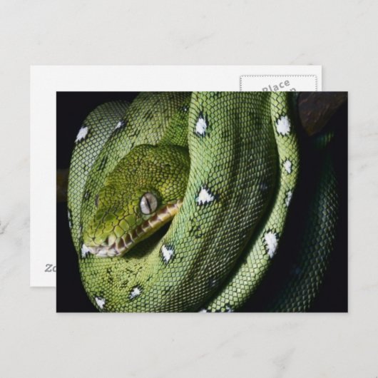 ボリビアのグリーンツリースネークエメラルドボア ポストカード (正面/裏面)