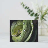 ボリビアのグリーンツリースネークエメラルドボア ポストカード (スタンド正面)